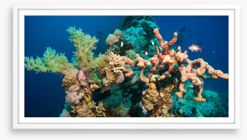 Blushing coral