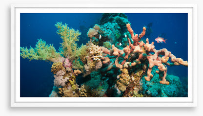 Blushing coral