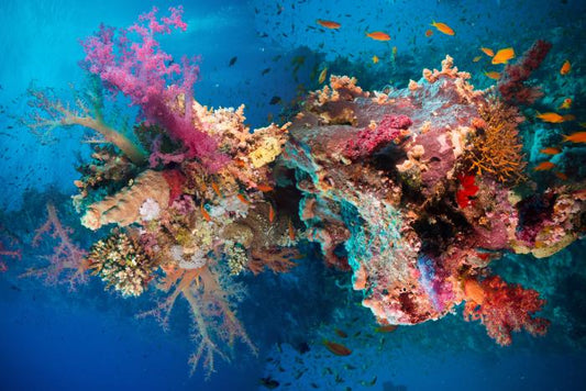 Net fire corals
