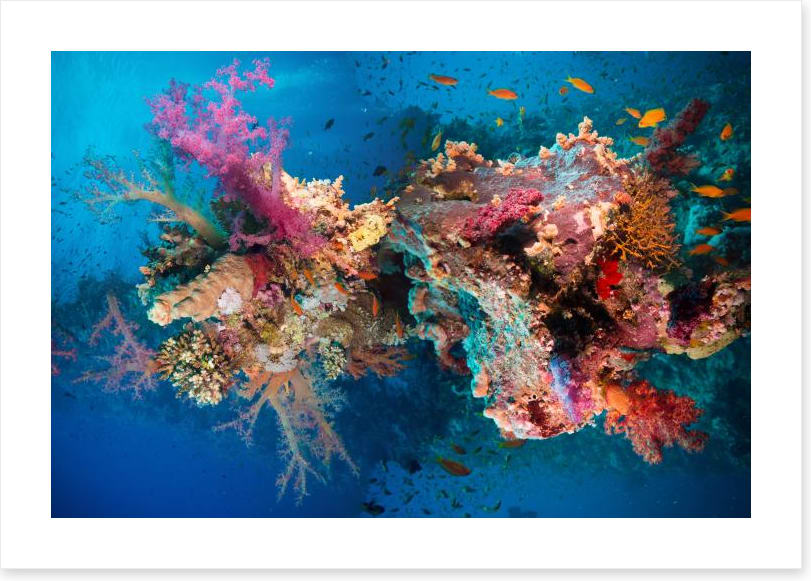 Net fire corals
