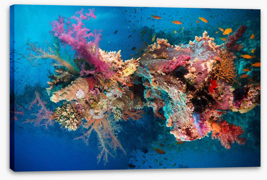 Net fire corals