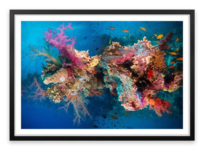 Net fire corals