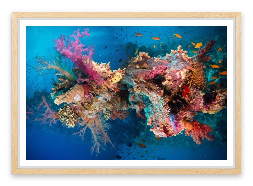 Net fire corals