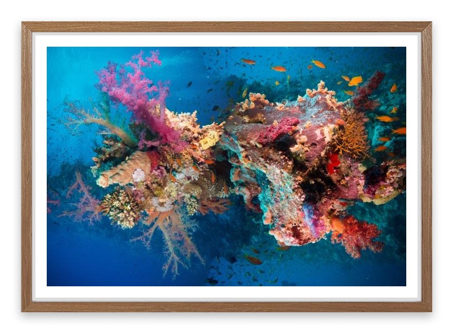 Net fire corals