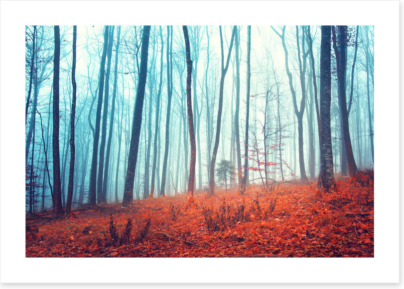 Lost in the forest