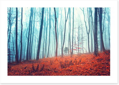Lost in the forest