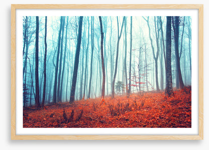 Lost in the forest