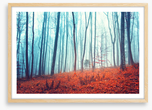 Lost in the forest