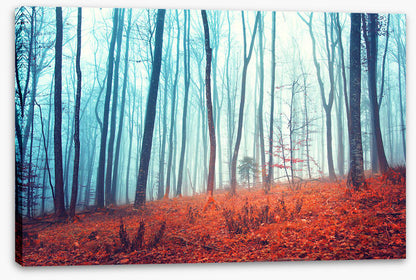Lost in the forest