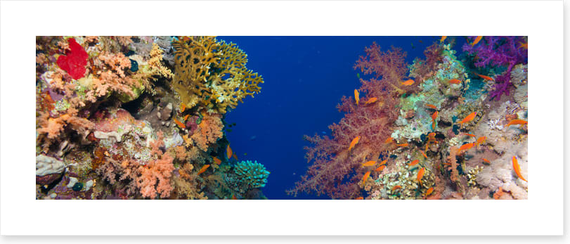 Coral chasm panorama