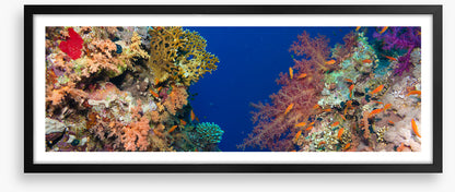 Coral chasm panorama
