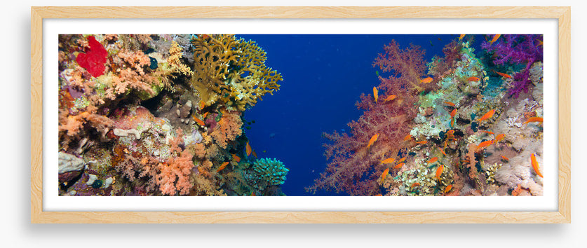 Coral chasm panorama