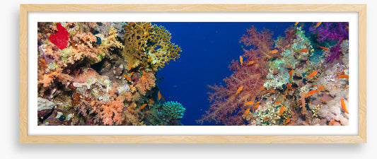Coral chasm panorama