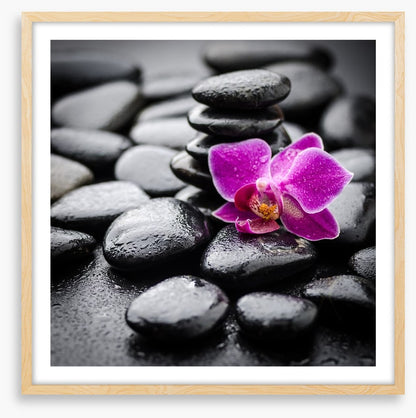 Orchid dew