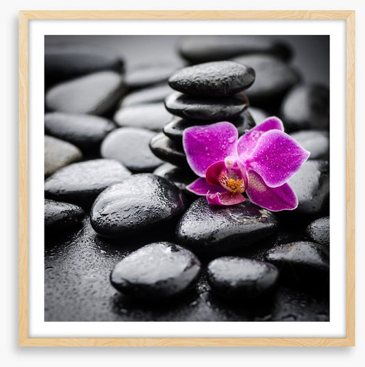 Orchid dew