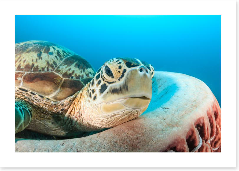 Turtle rest