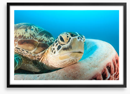 Turtle rest