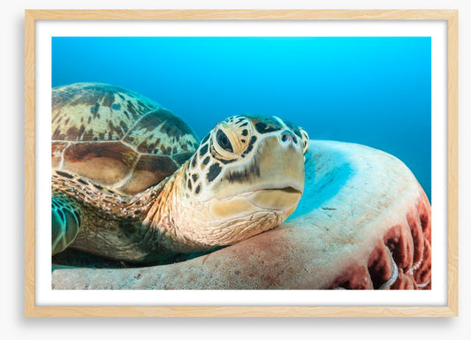Turtle rest