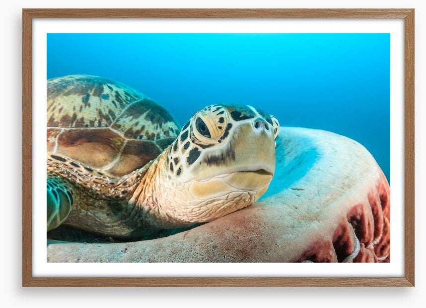 Turtle rest