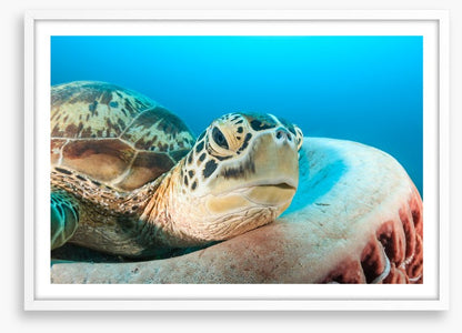 Turtle rest