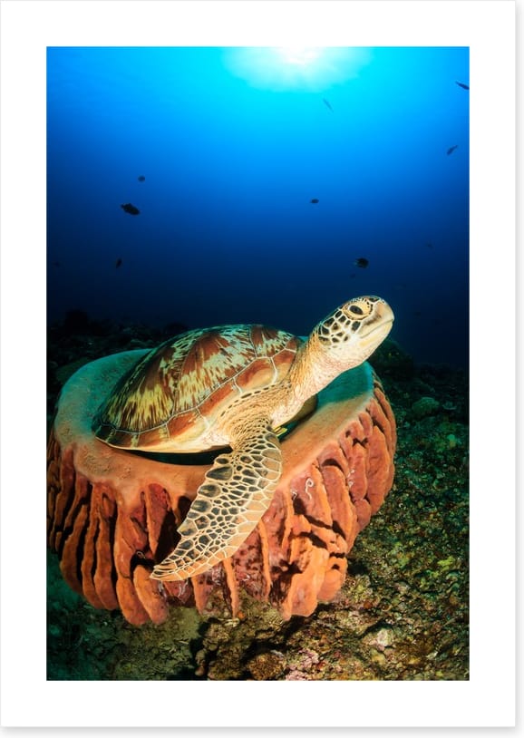 Stuck in the sponge