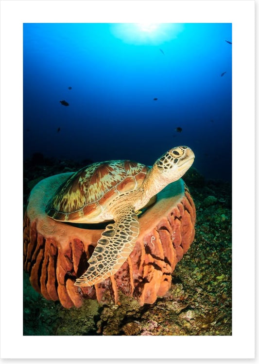 Stuck in the sponge