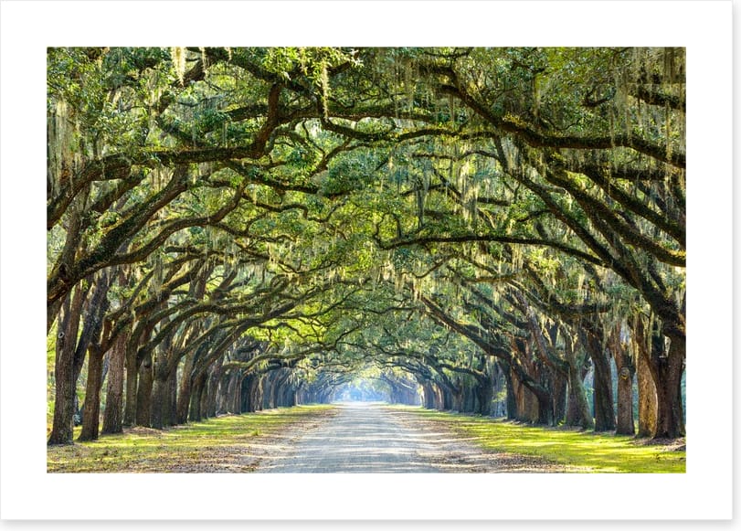 Oak lined road in Savannah, Georgia
