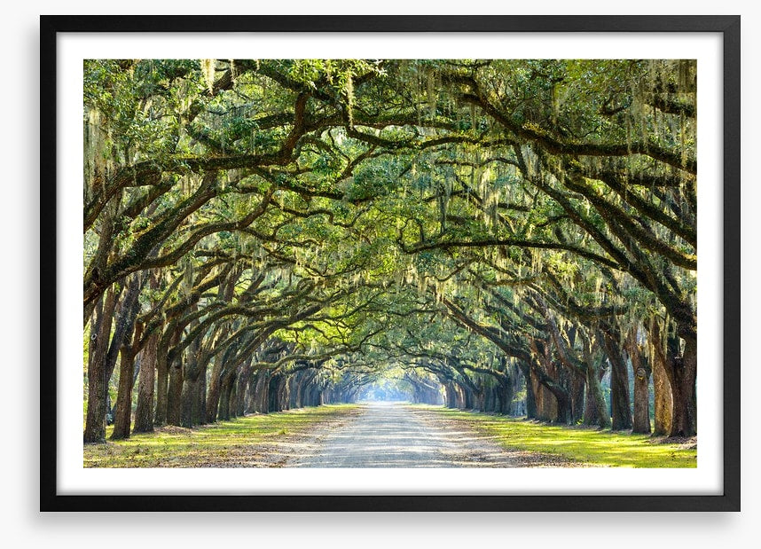 Oak lined road in Savannah, Georgia