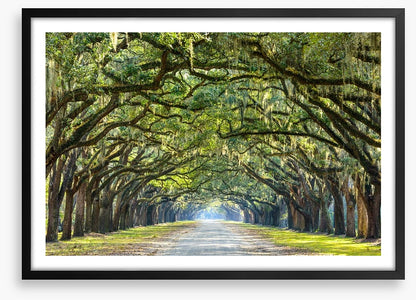 Oak lined road in Savannah, Georgia