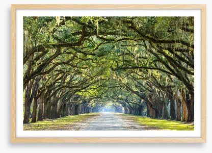 Oak lined road in Savannah, Georgia