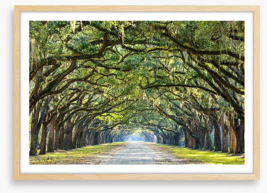 Oak lined road in Savannah, Georgia