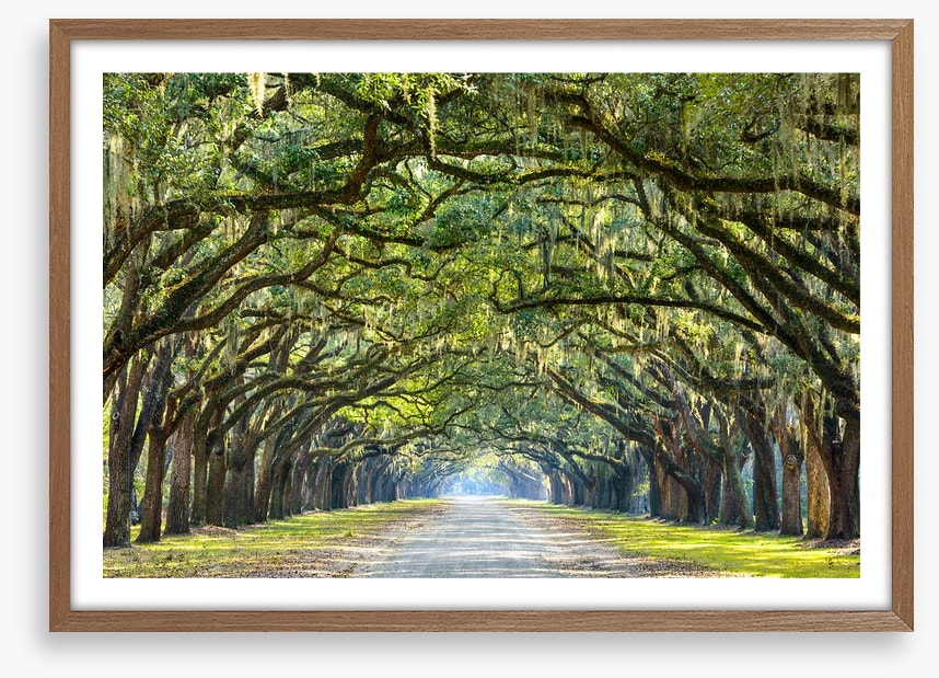 Oak lined road in Savannah, Georgia