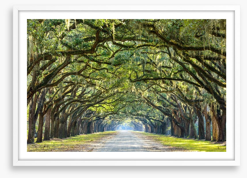 Oak lined road in Savannah, Georgia