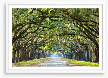 Oak lined road in Savannah, Georgia