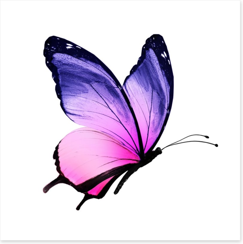 Beautiful butterfly