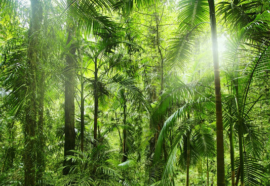 Jungle light