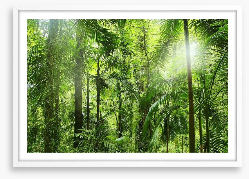 Jungle light