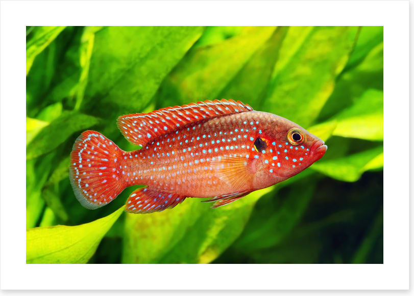 African jewelfish
