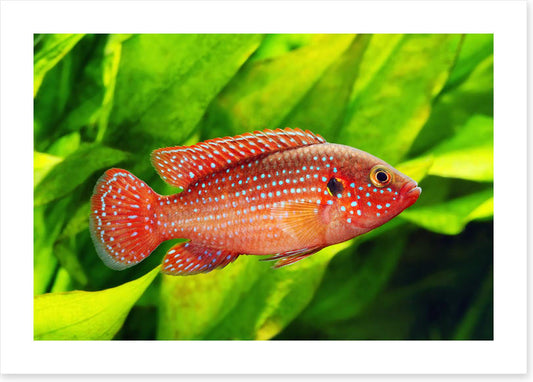 African jewelfish