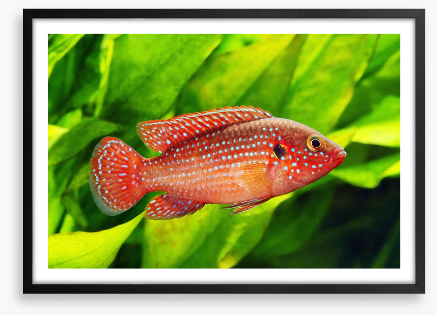 African jewelfish