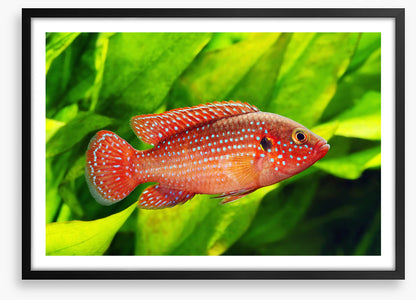African jewelfish