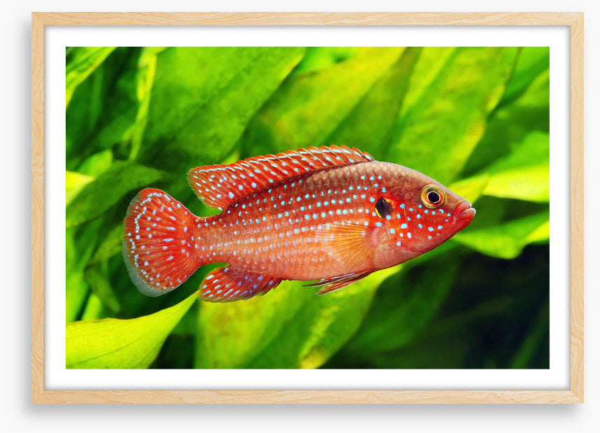African jewelfish