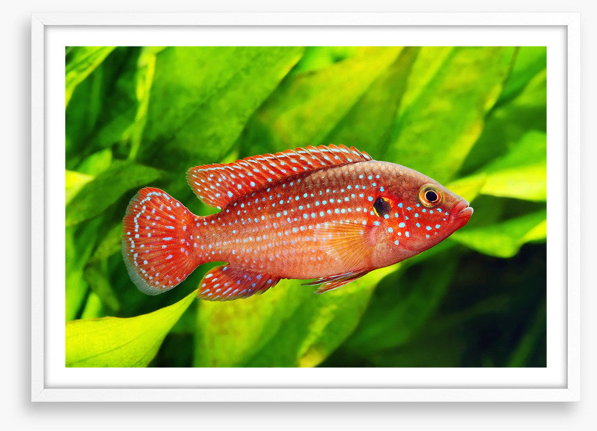 African jewelfish