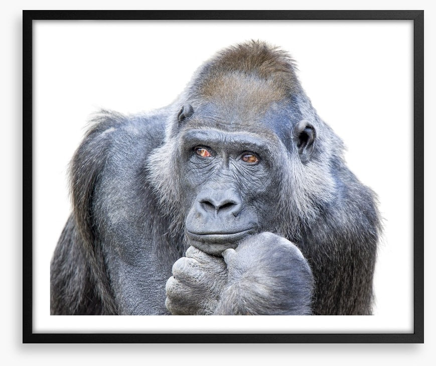 Contemplative gorilla