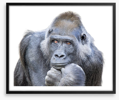 Contemplative gorilla