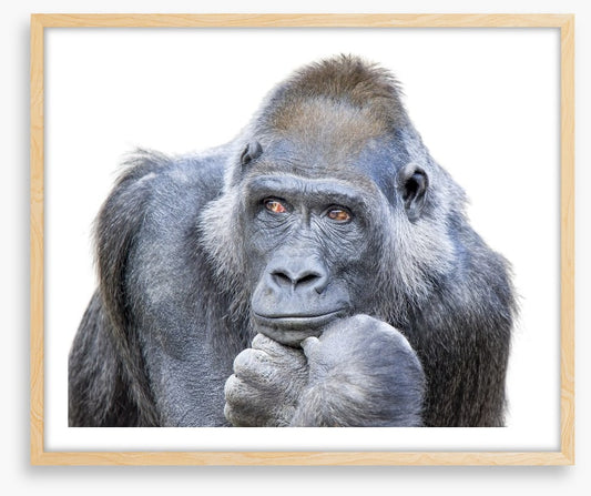 Contemplative gorilla