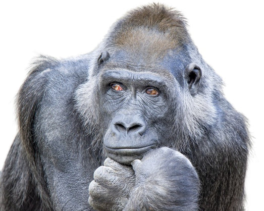 Contemplative gorilla