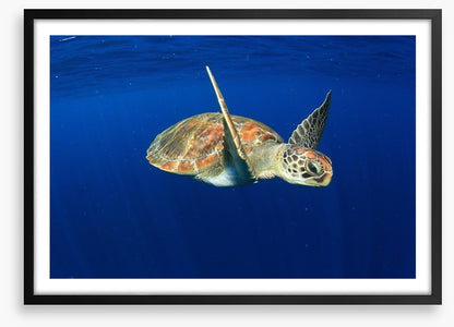 Water wings