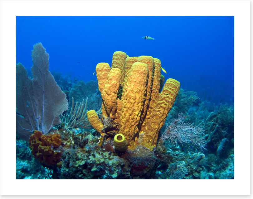 Yellow tube sponge