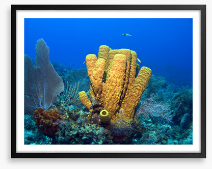 Yellow tube sponge